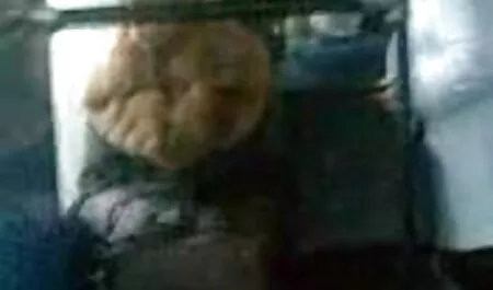 Pasangan yang jatuh cinta untuk menghindari serangan penjahat, dan video lucah pelajar kemudian memiliki hubungan seks